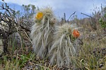 Tephrocactus floccosus var ovoides Nazca to Puquio GPS191 Peru_Chile 2014_0172.jpg